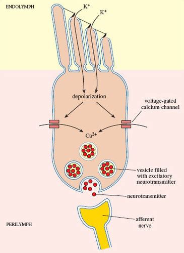 Neuro PNS And Sensory Receptors Flashcards Quizlet