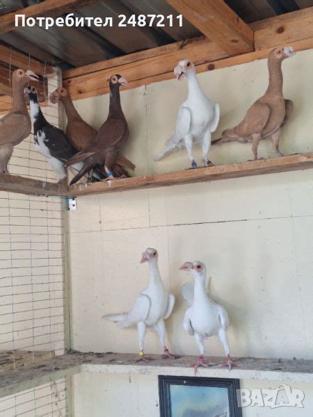 Кариери в Гълъби в с. Габаре - ID45337606 — Bazar.bg