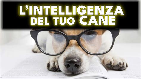 L INTELLIGENZA DEL TUO CANE QUANTO È FURBO WILD LIFE YouTube