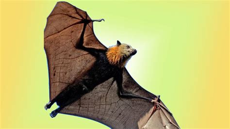 Flying fox bat - IAS EXAM