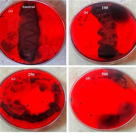 Anti Biofilm Activity Of S Aureus In Absence A And Presence Of