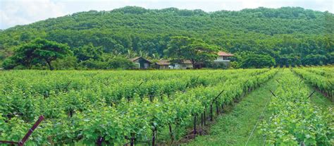 Major Wine Producing Regions Of India