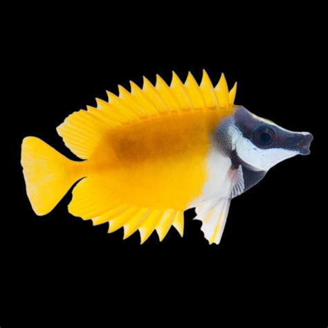 Foxface Rabbit Fish