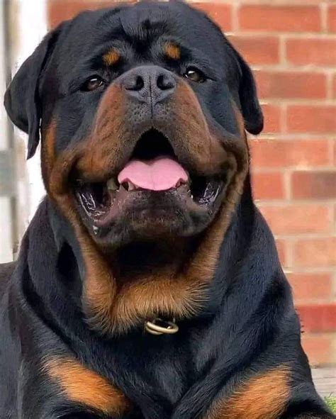 rottweiler fun facts surprising tidbits   breed artofit