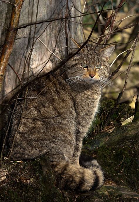 Дикие кошки: Европейская дикая лесная кошка (Felis silvestris) | Кошки ...