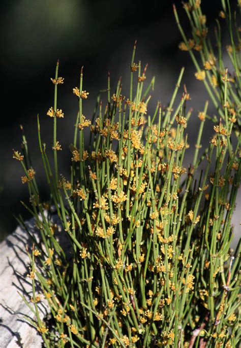 Gnetophyta Ephedra