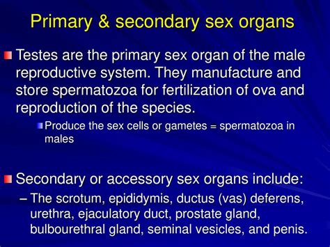 Male Reproductive System Ppt Download