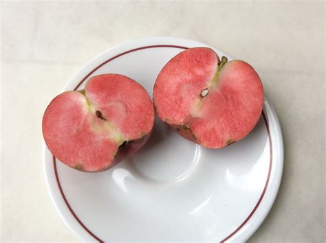 red flesh apple tree 5
