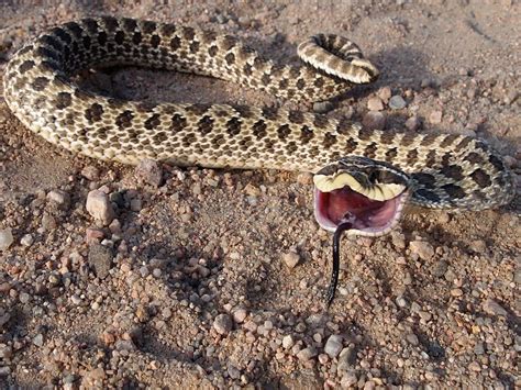 Colorado Snake Photographs - Colorado Herping