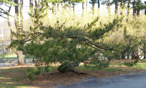 Japanese Black Pine | Arnold Arboretum