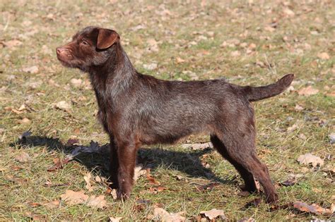 Patterdale Terrier Character Nutrition Care