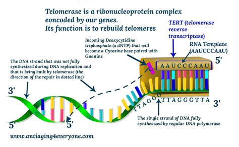 Telomerase Function