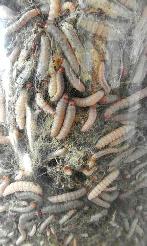 Восковая моль