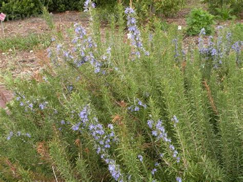 Plantfiles pictures: rosemary, trailing rosemary 'shimmering stars' (rosmarinus) by spacecase418