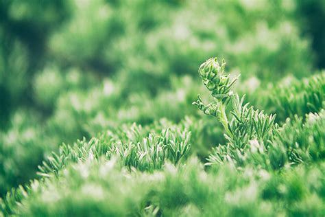 Обои зелень - 59 фото