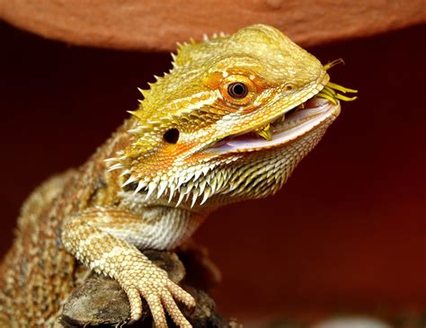 El Drag N Barbudo Australiano Infomascota