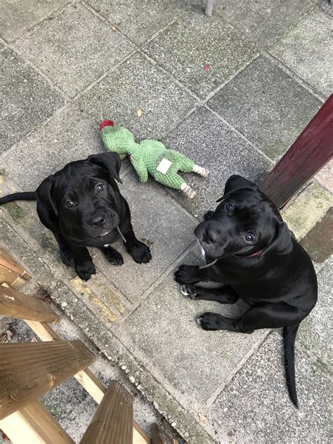 French Bulldog Lab Mix Puppies