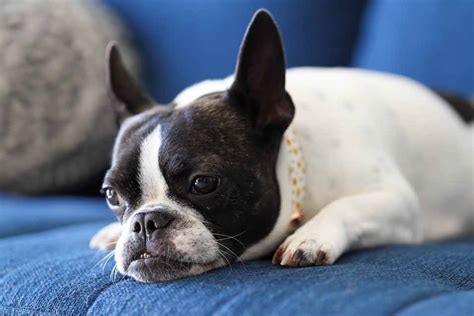 Epulis in Dogs - Pet Friendly House