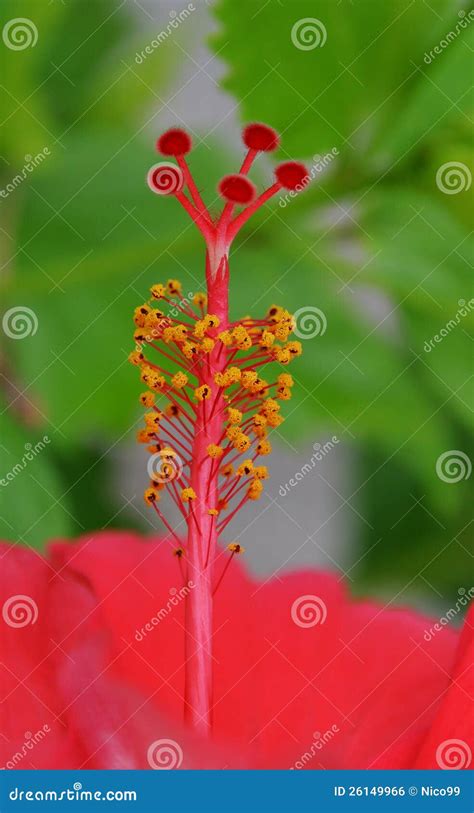 Hibiscus Stamen And Pistils Stock Photo Image Of Pistil Summer 26149966