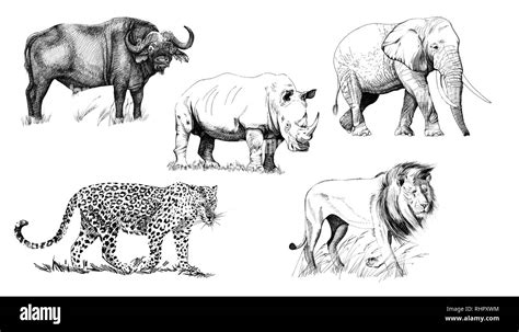 Big african five animal. Hand drawn illustration. Collection of hand ...