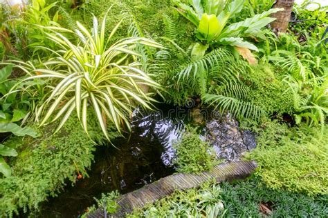 The Garden is Decorated with Different Types of Green Plants Stock Photo - Image of flora ...