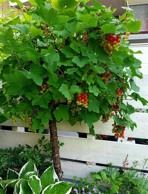 red currant tree