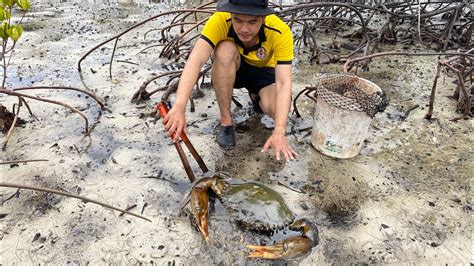 Wow So Big Crab Catching Crab Giant Mud Crab After Water Low Tide