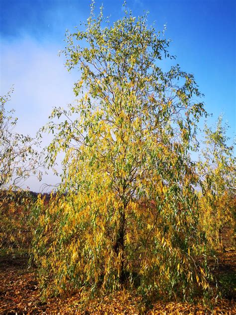 Ива Свердловская Извилистая 3 (75 фото) - фото - картинки и рисунки ...