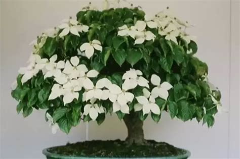 Bonsai Dogwood Trees A Harmonious Blend Of Art And Horticulture