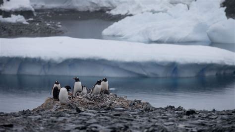 Antarctica Hits Record High Temperature Of 635 Degrees F The Weather