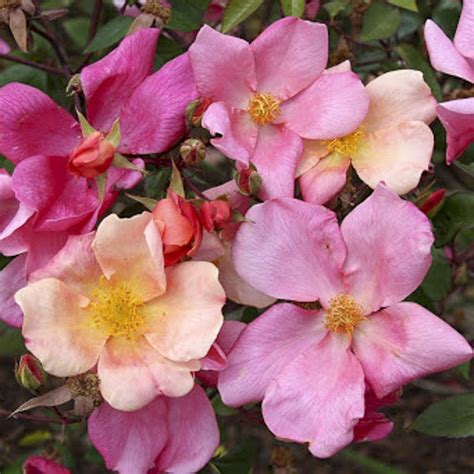 Rosier Ancien De Chine Mutabilis Rosa X Chinensis Mutabilis Le