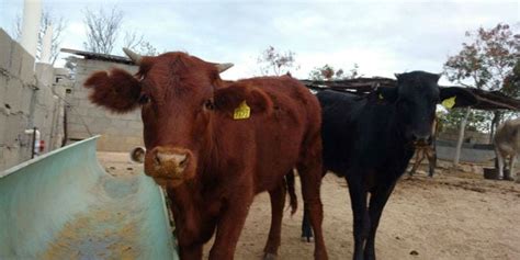 Rare Red Heifer Eligible For Third Temple Offering Found And You Wont