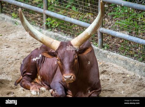 The Ankole Watusi Is A Modern American Breed Of Domestic Cattle It Derives From The Ankole