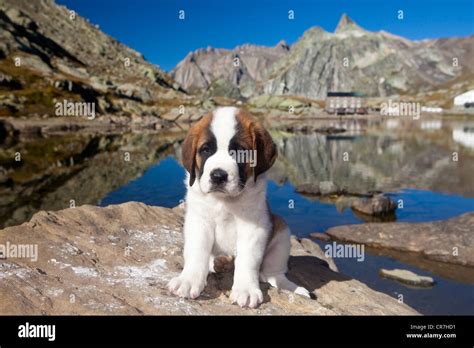 Barry The Saint Bernard Monastery