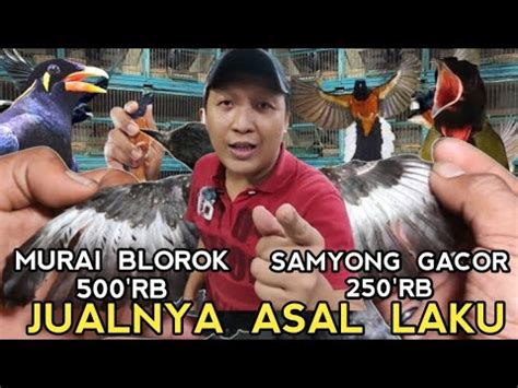 DILUAR DUGA AN SAMYONG GACOR 250 RIBU MURAI BATU BLOROK 500 RIBU