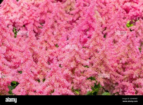 Astilbe arendsii 'Showstar' Stock Photo - Alamy