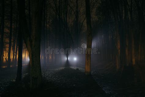 Dark and Spooky Foggy Forest at Night Stock Image - Image of night ...