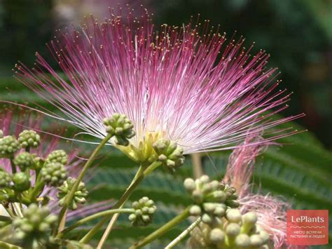 Альбиция (Albizia) — описание, выращивание, фото | на LePlants.ru