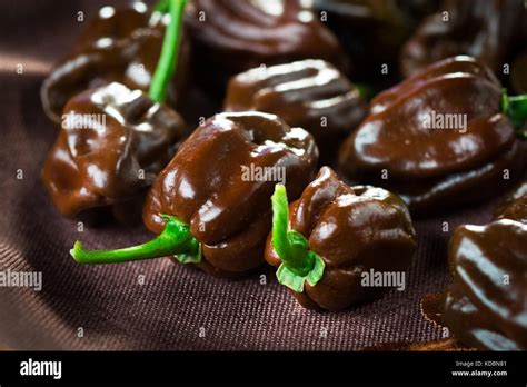 Habanero chocolate chili Stock Photo - Alamy