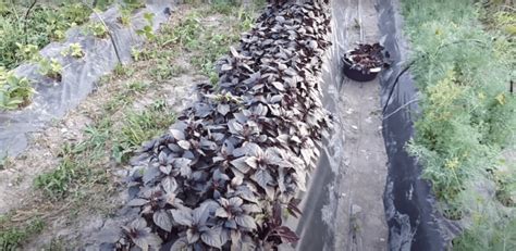 Трава райхон: рецепты смесей для лечения болезней и использование ...