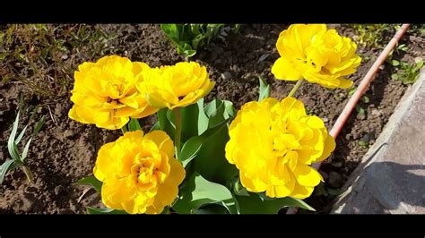 #жёлтыемахровыетюльпаны / Тюльпан Йеллоу Помпонет . Махровый золотой ...