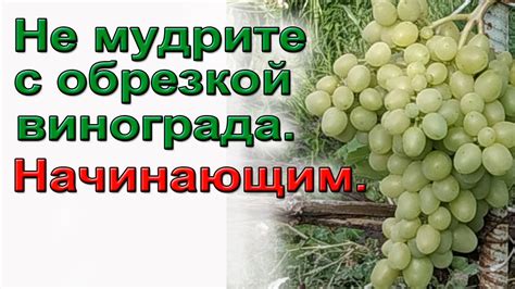 Не мудрите с обрезкой винограда. Начинающим. - YouTube