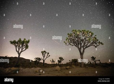 Silhouette Of Joshua Tree Hi Res Stock Photography And Images Alamy