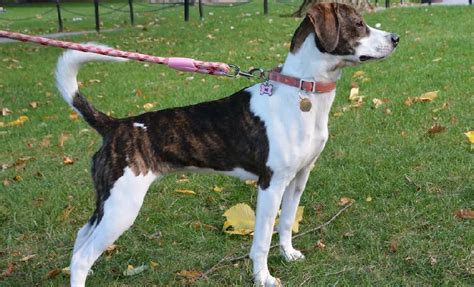Mountain Cur Facts Health And Care Waf