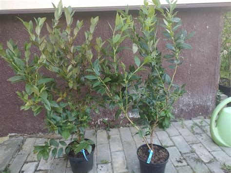 Саженцы голубики 3-4-5 лет разных сортов, цена 12 р. купить в Минске на ...