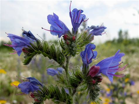 Синяк обыкновенный (102 фото) » НА ДАЧЕ ФОТО