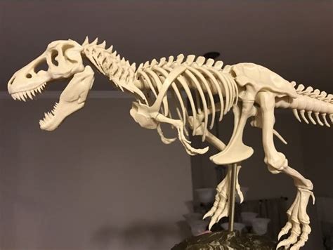 T Rex Skeleton Diagram Animales Prehistóricos, Arte De Dino