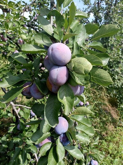 Институтът по Овощарство – Пловдив - Сливи - Пагане