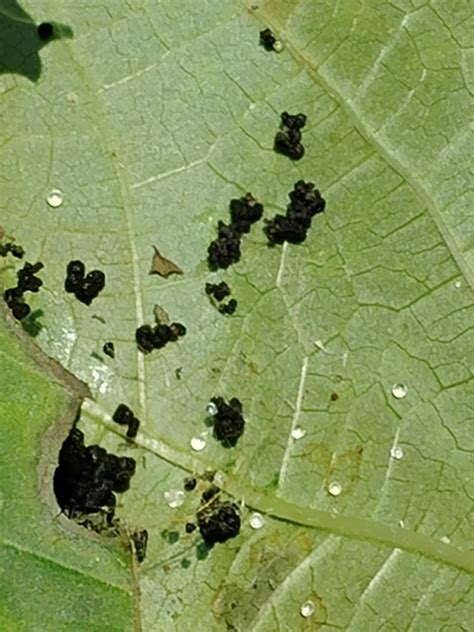 Found those pest eggs behind okra leaves. Any information?please give