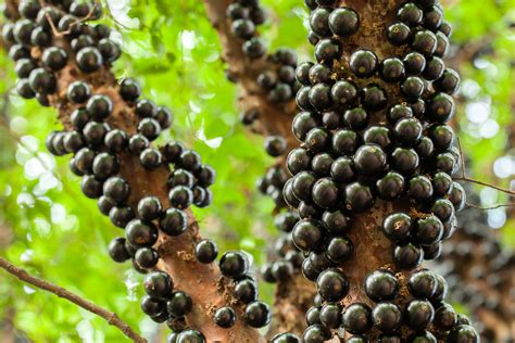 Frutas Brasileiras Entram No Top Das Melhores Do Mundo